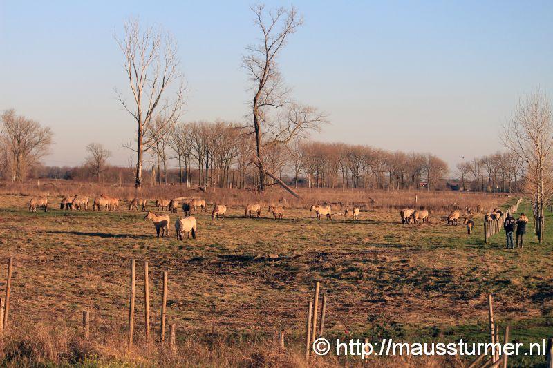 2016-11-28 Gewonde wilde jonge hengst Maaseik (7310).jpg